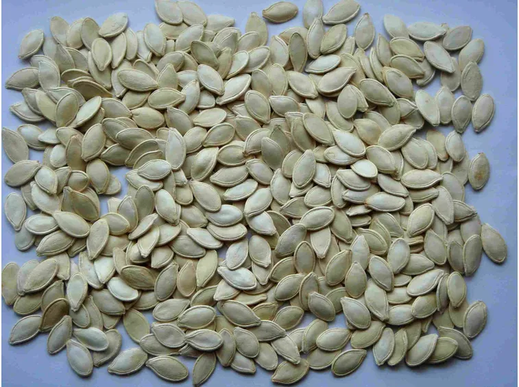 semina melone