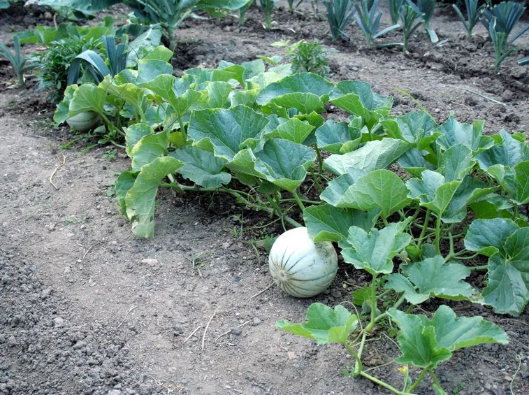 pianta di melone