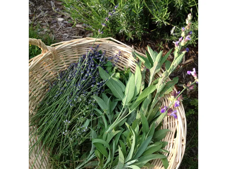 Le aromatiche