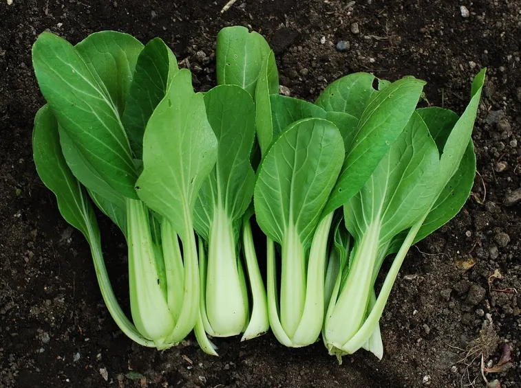 pak choi