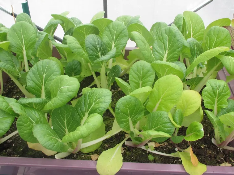 coltivazione pak choi