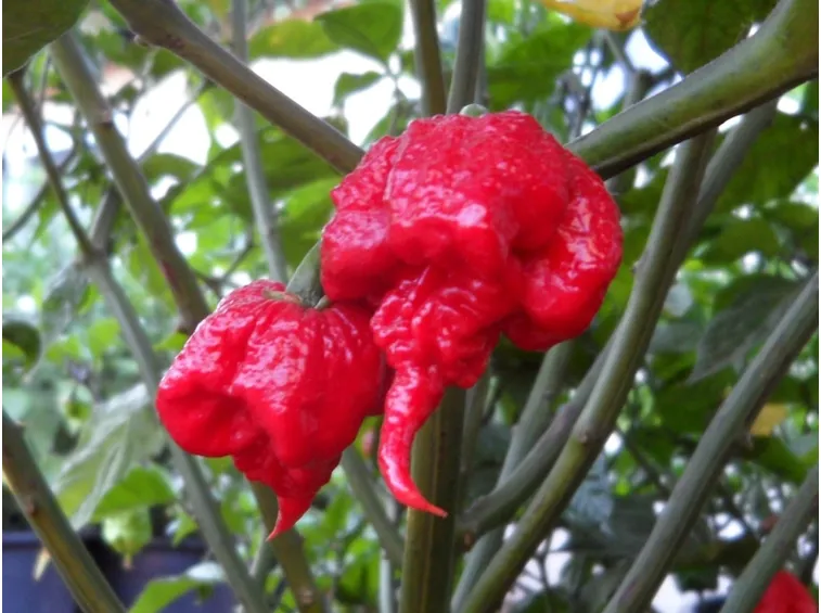 peperoncino Carolina Reape