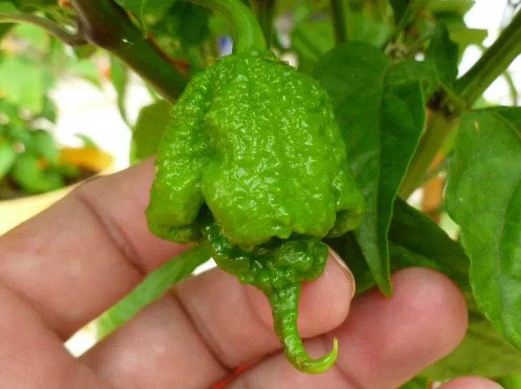 frutti carolina reaper
