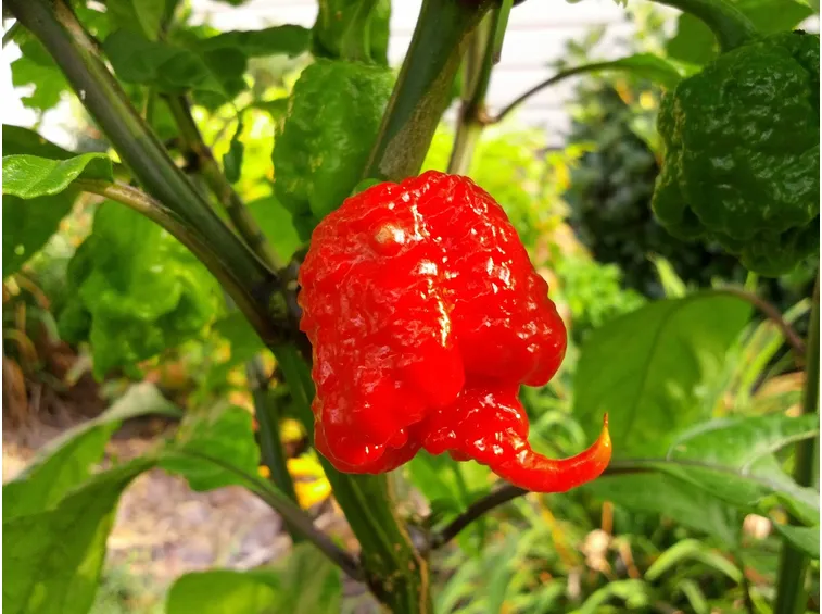 pianta di carolina reaper