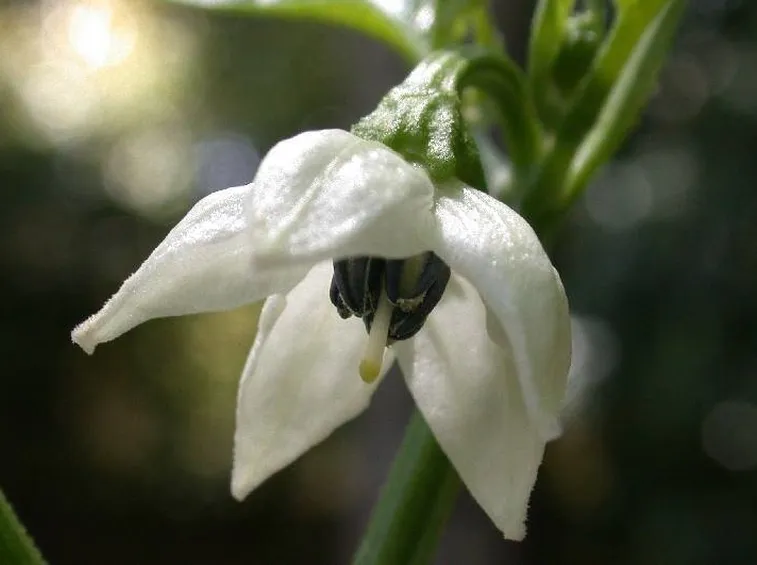 Fiore di jalapeno