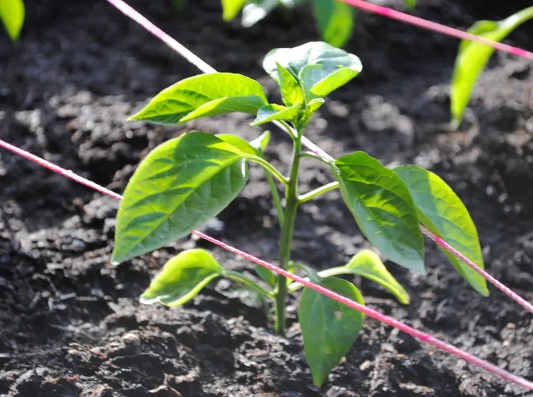 Piantina appena nata di peperoncino jalapeno