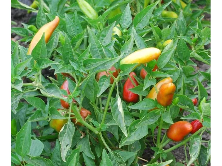 Pianta di peperoncini jalapeno