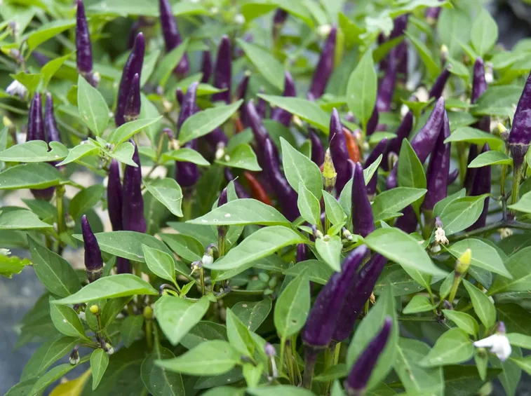 purple jalapeno