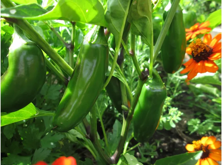 jalapeno