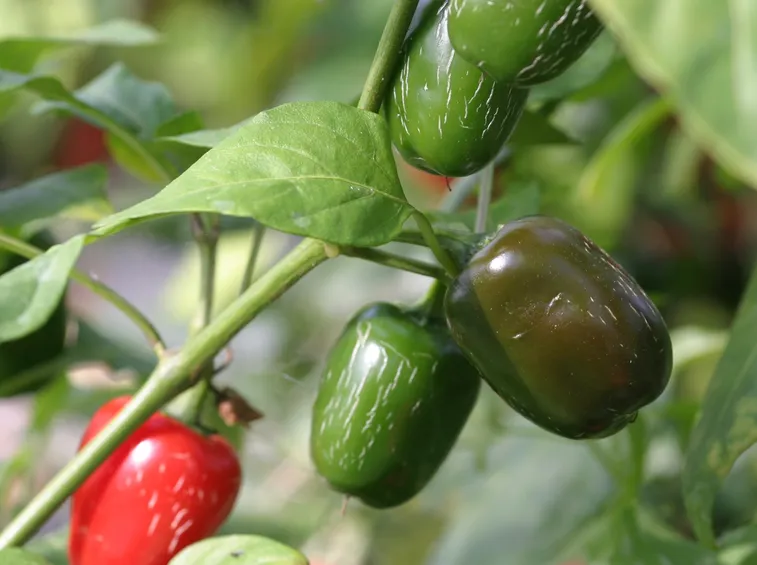 tam jalapeno