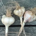 Aglio