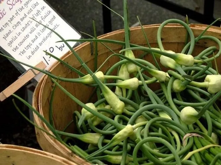 Aglio 
