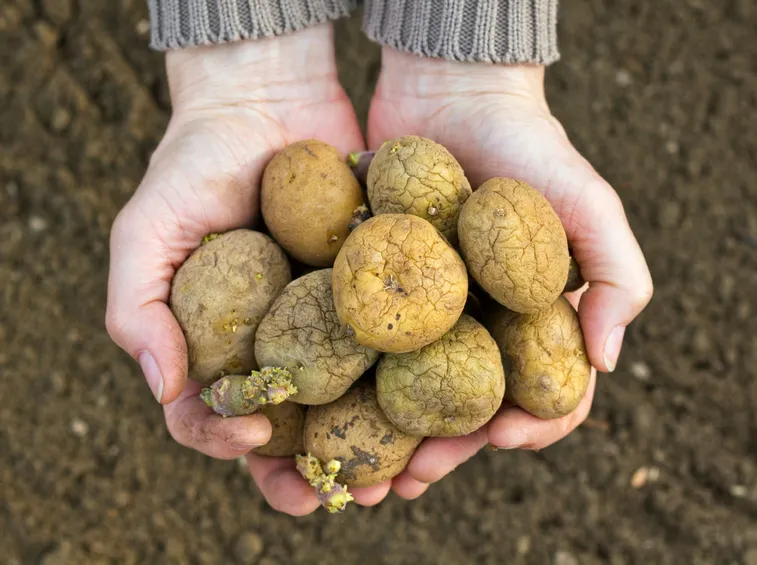 Patate germogliate