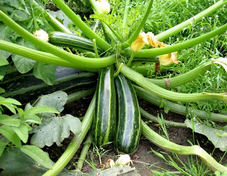 coltivazione zucchine