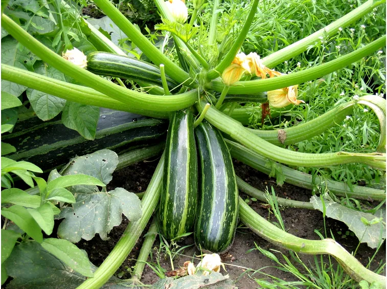 coltivazione zucchine