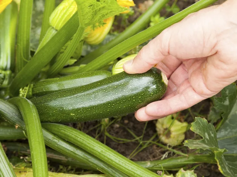 zucchine