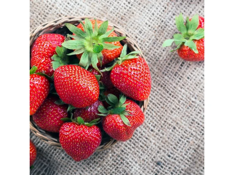 coltivazione fragole