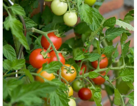 pomodori