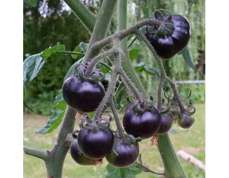 Pomodori neri maturi