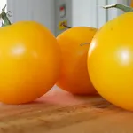 pomodoro giallo