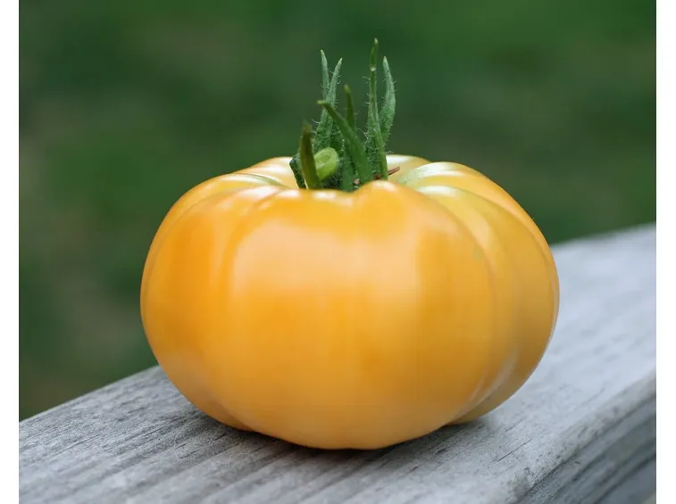 pomodoro giallo