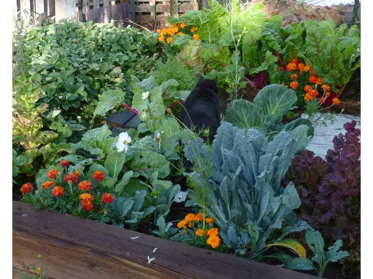 Orto di verdure miste