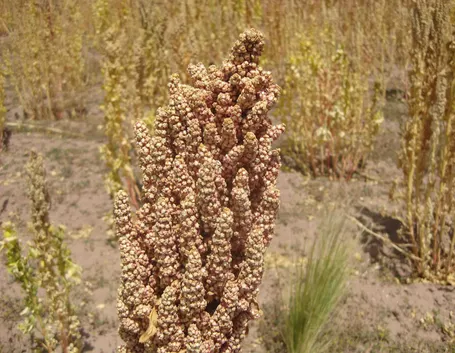 Quinoa