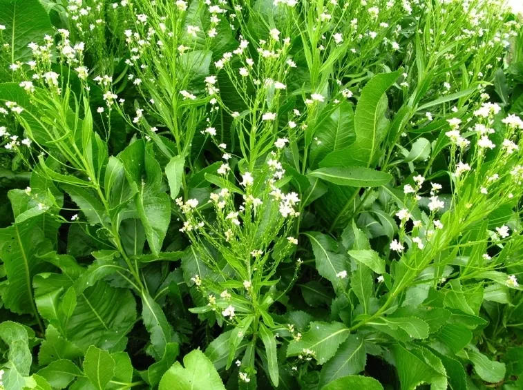 Pianta di rafano in fiore