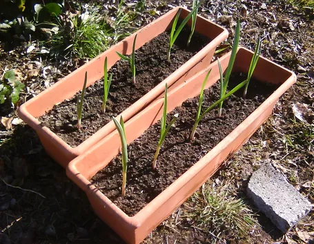 Piantine di aglio
