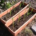 Piantine di aglio