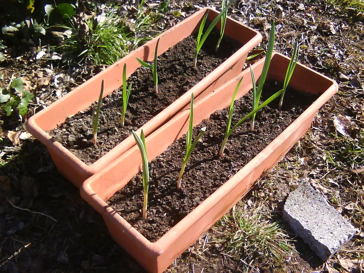 Piantine di aglio