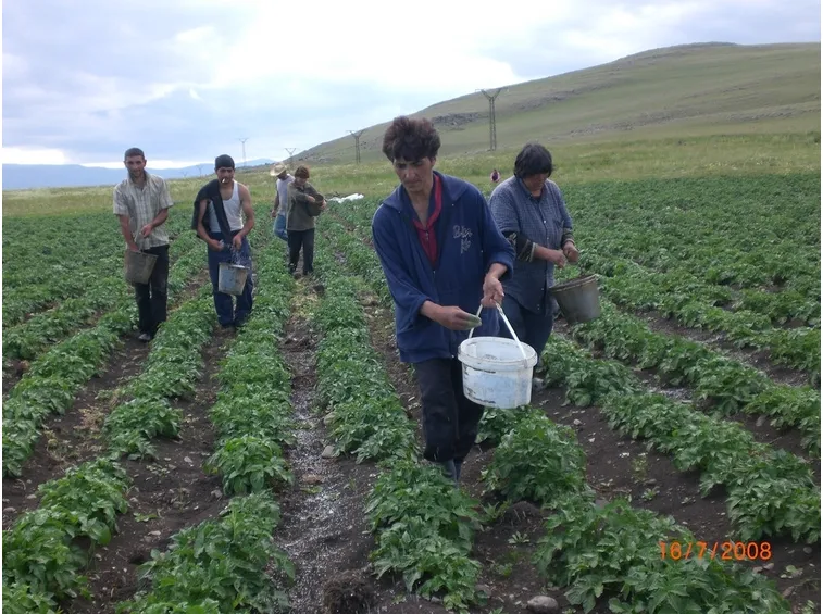 Fertilizzazione delle patate