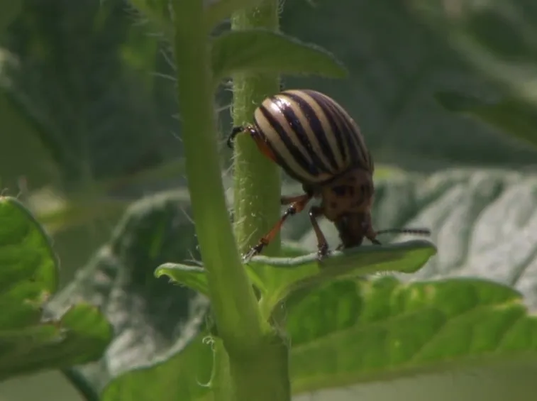 Parassita Dorifora