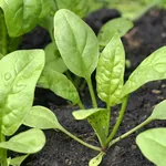 spinaci
