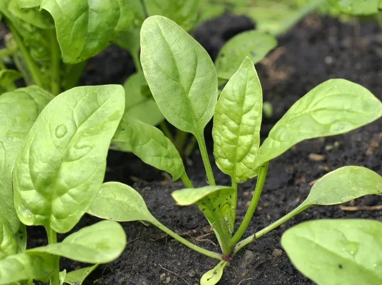spinaci