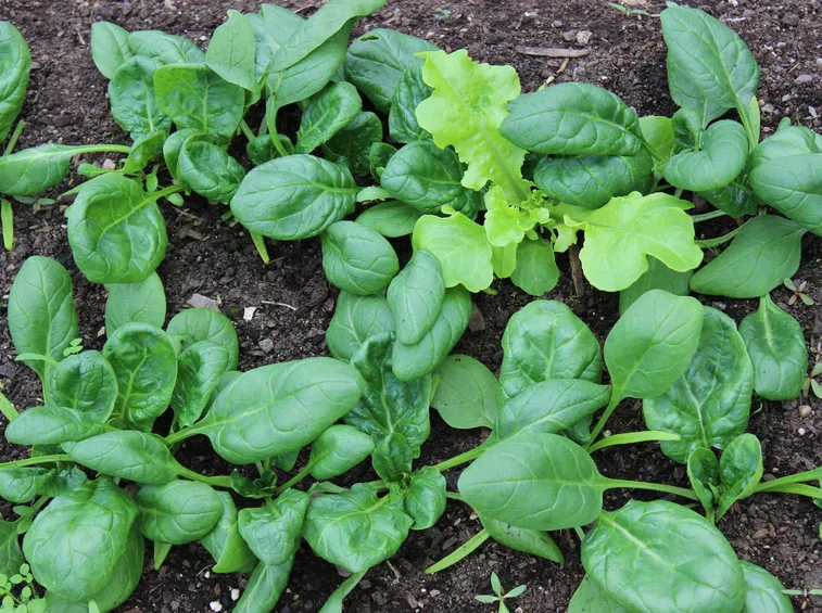 spinaci