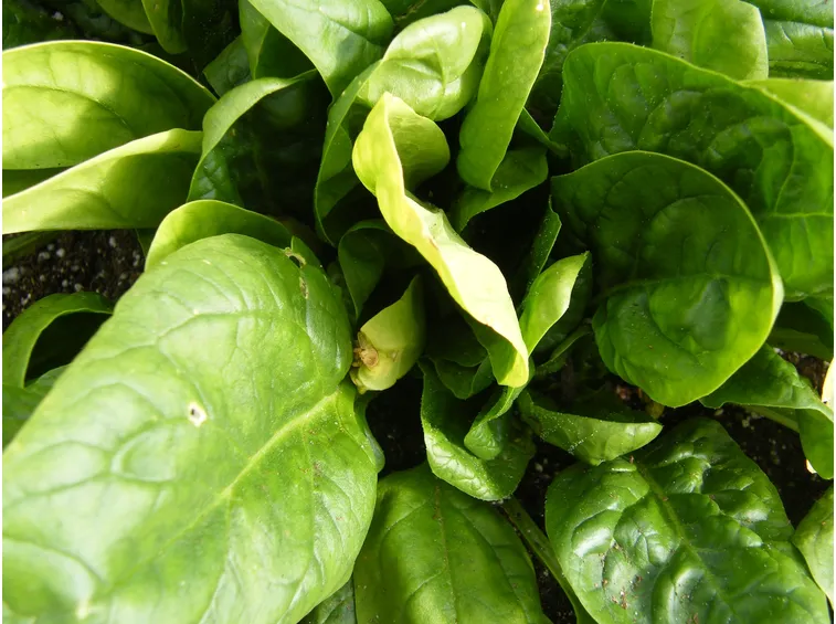 spinaci coltivazione