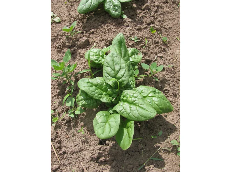 spinaci