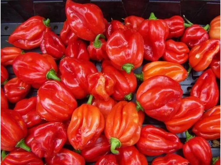 Peperoncini Scotch Bonnet