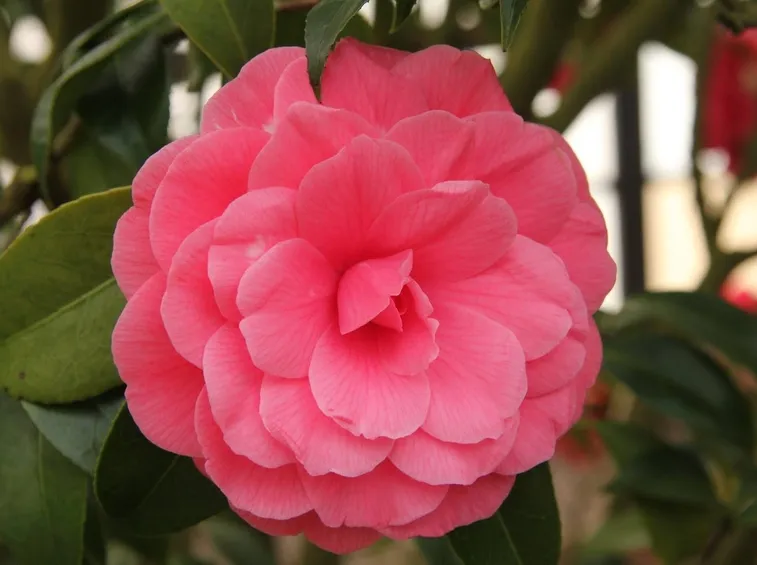 camelia