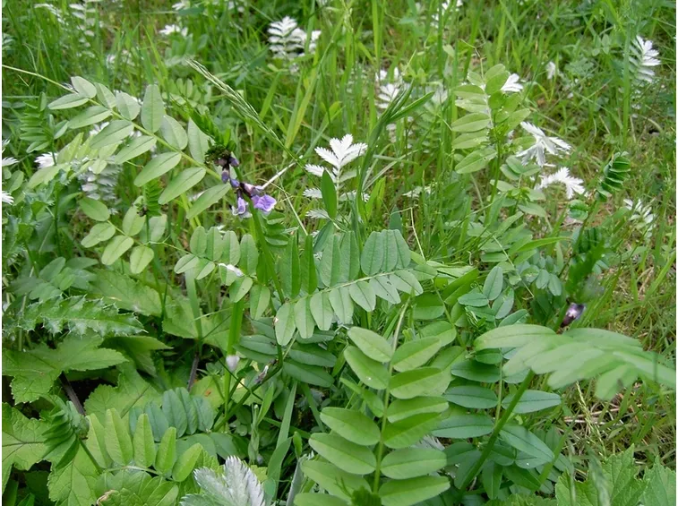 Foglie piante orto