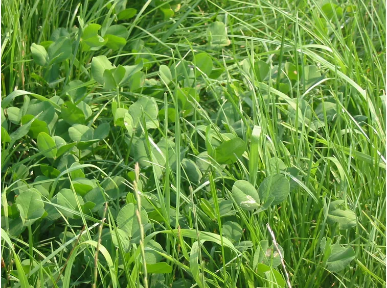 Campo coltivazione vicia
