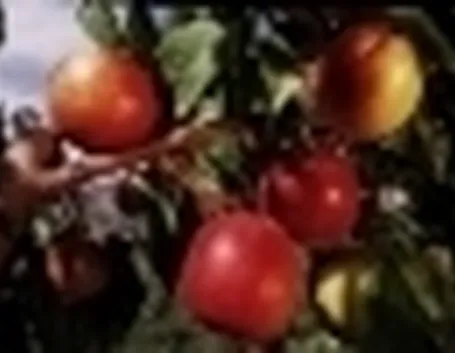 piante da frutto