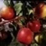 piante da frutto