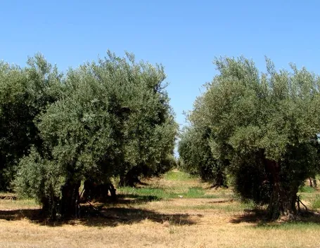 ulivo