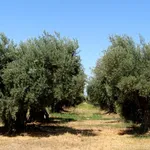 ulivo