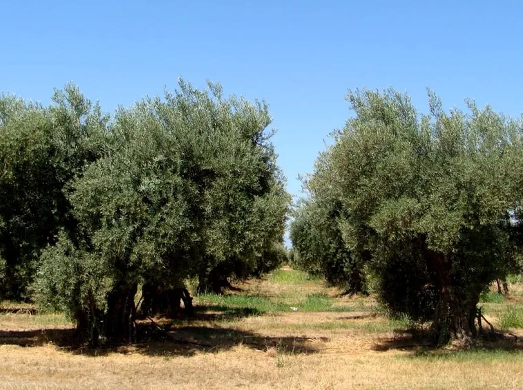 ulivo