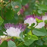 cappero