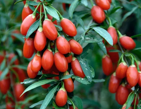Il frutto delle meraviglie: i semi di goji
