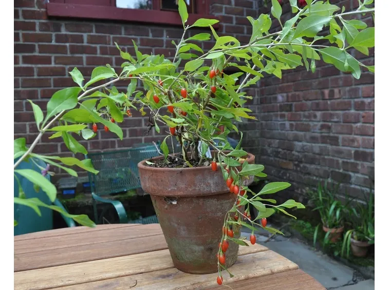 I semi di goji si possono coltivare anche in casa